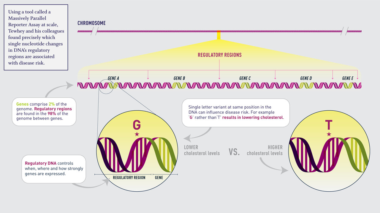 Scientists sharpen genetic maps to help pinpoint DNA changes that ...