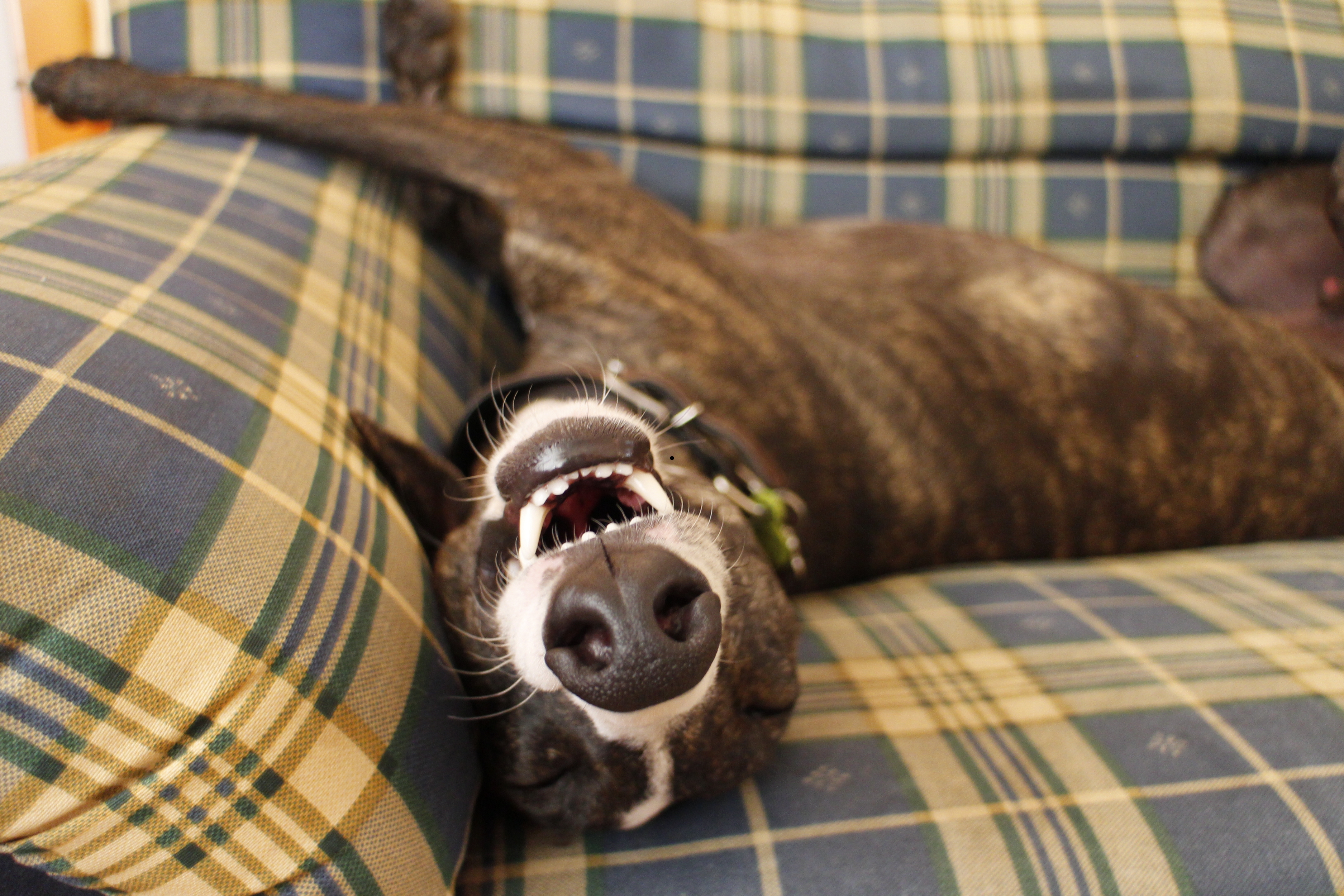 Calm dogs 2026: Here are the 12 most chilled and relaxed breeds of ...