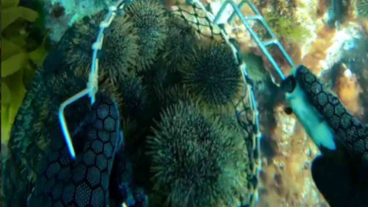While collecting urchins beneath the sea, a kind man cracks one for ...