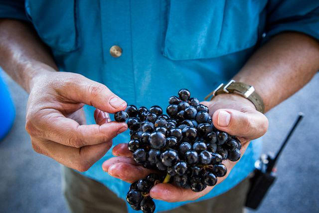 Here's the secret code on your wine label that changes everything