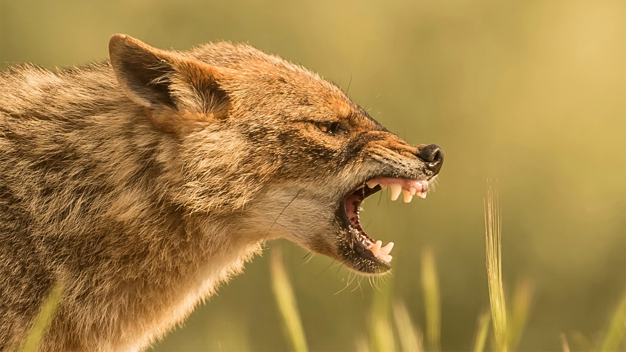 The animals that are most likely to be carrying rabies