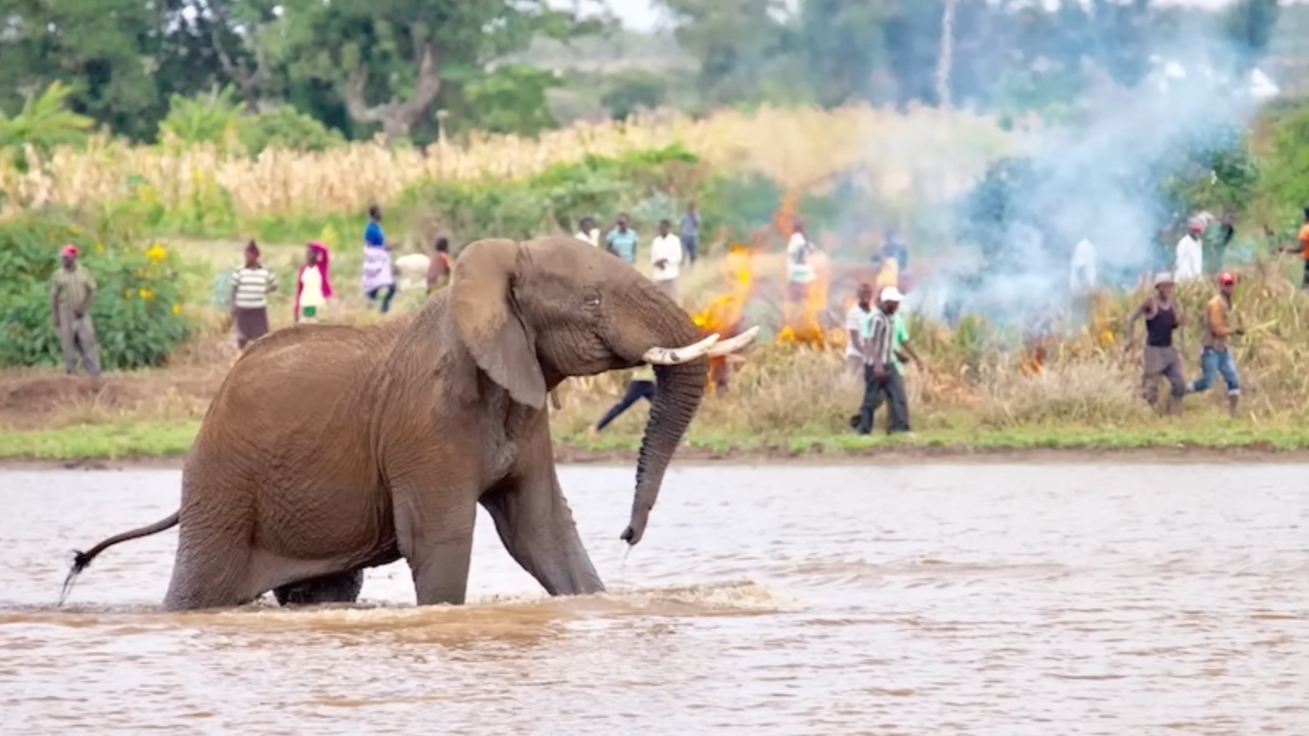 Watch what happens when locals come too close to an elephant