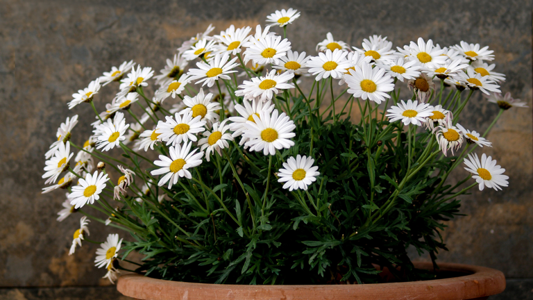 Easy way to grow daisy flowers in a flower pot
