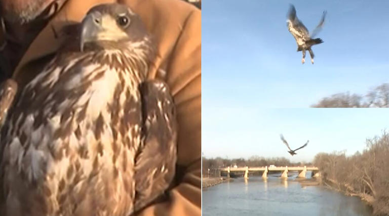 'Freedom takes flight': Bald eagle released after rehabilitation from ...