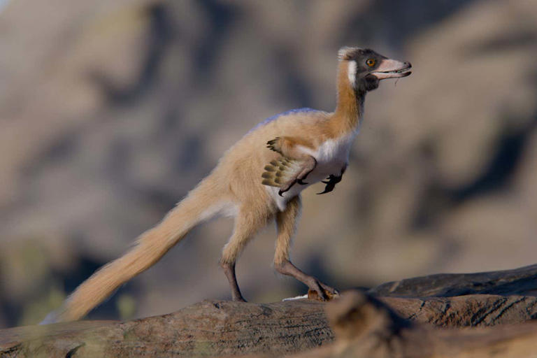 Tiny predatory dinosaur weighed less than a chicken