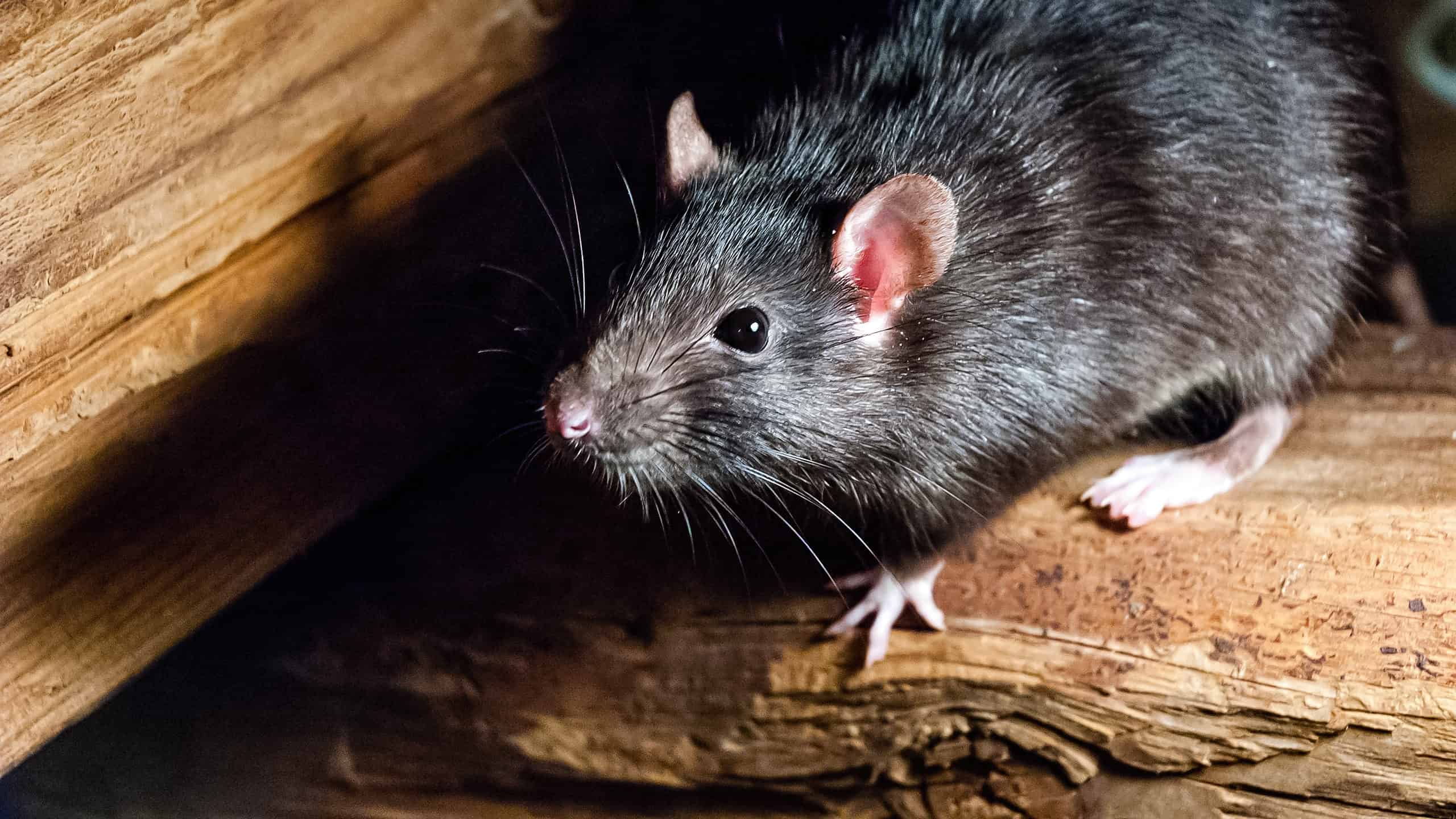 The stowaway rat that traveled the world and changed history