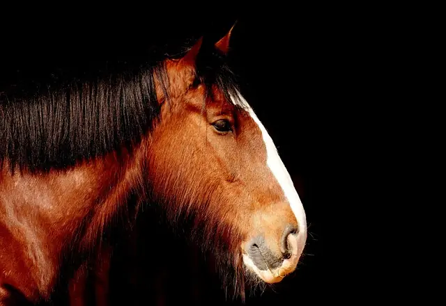 Como os cavalos conseguem dormir em pé? A ciência explica!
