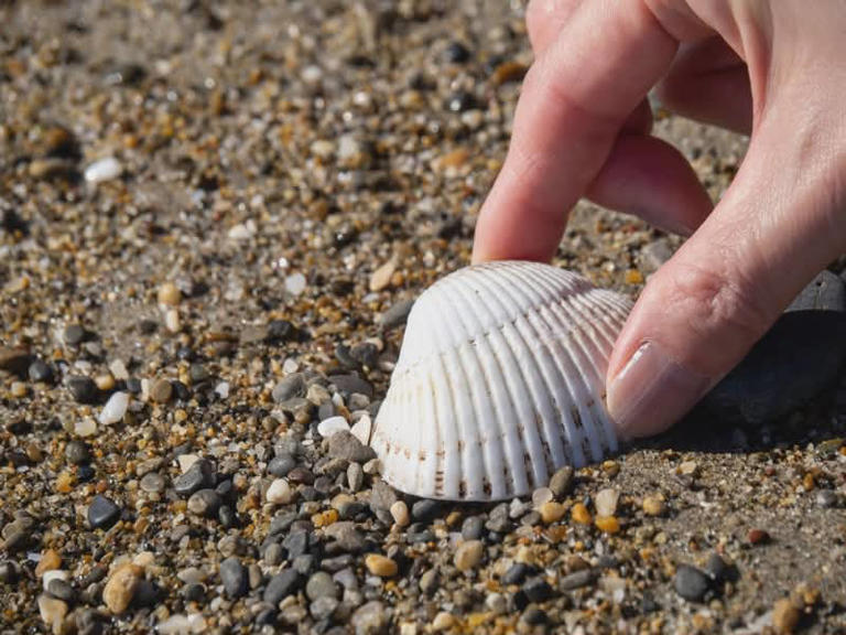 The best shelling beaches in the US (and how to do it responsibly)