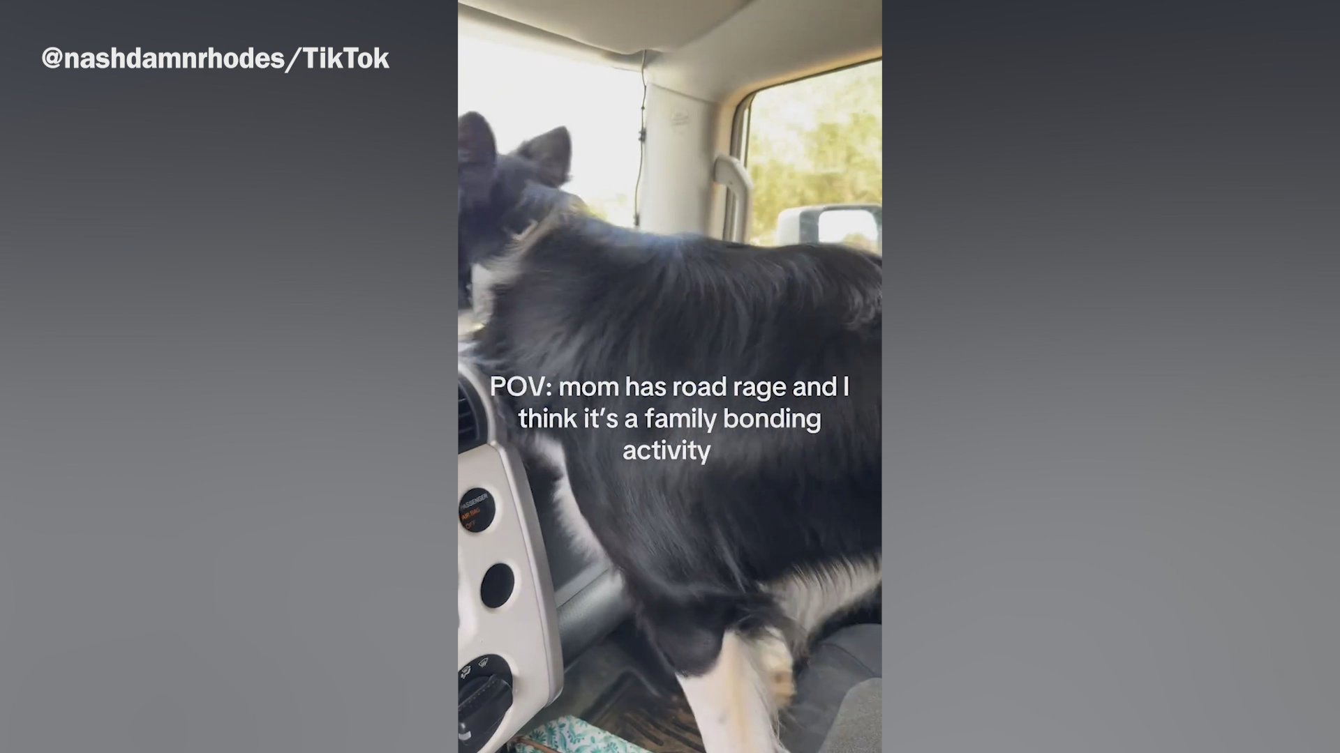 Working dog has hilarious reaction to owner’s road rage