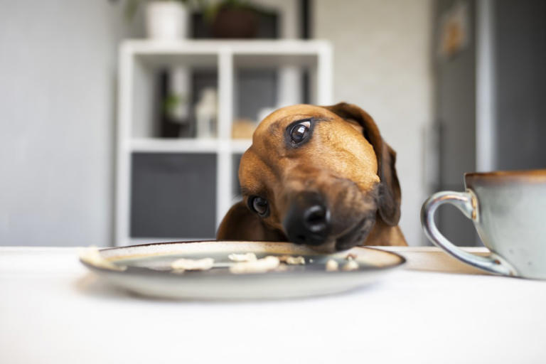 Friend enjoys steak lunch—can’t believe what host does with dog after
