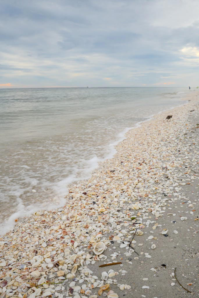 The best shelling beaches in the US (and how to do it responsibly)