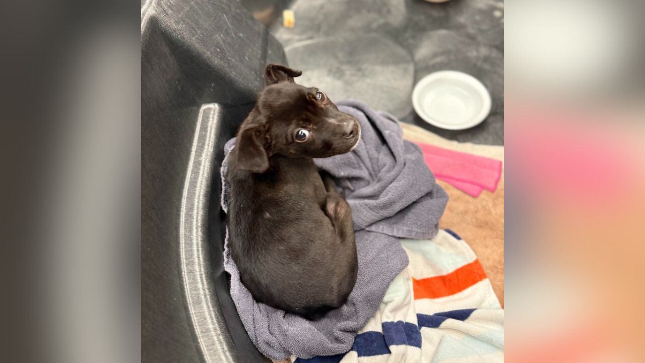 Puppy rescued from burning car reunited with Cape Girardeau firefighters