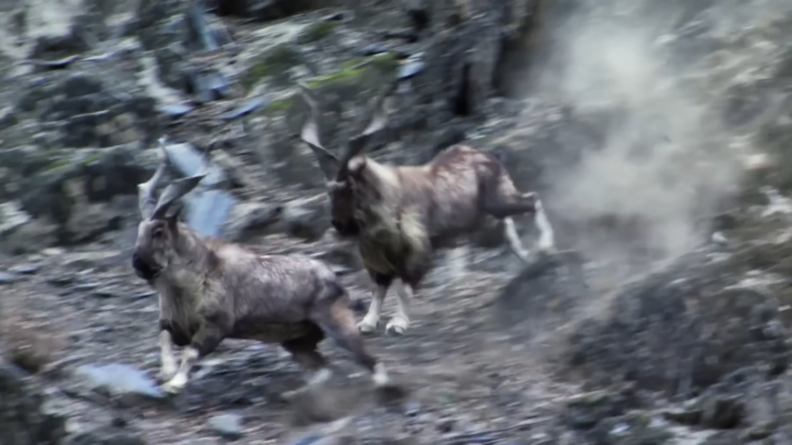 Watch what happens when two wild goats get into a fight