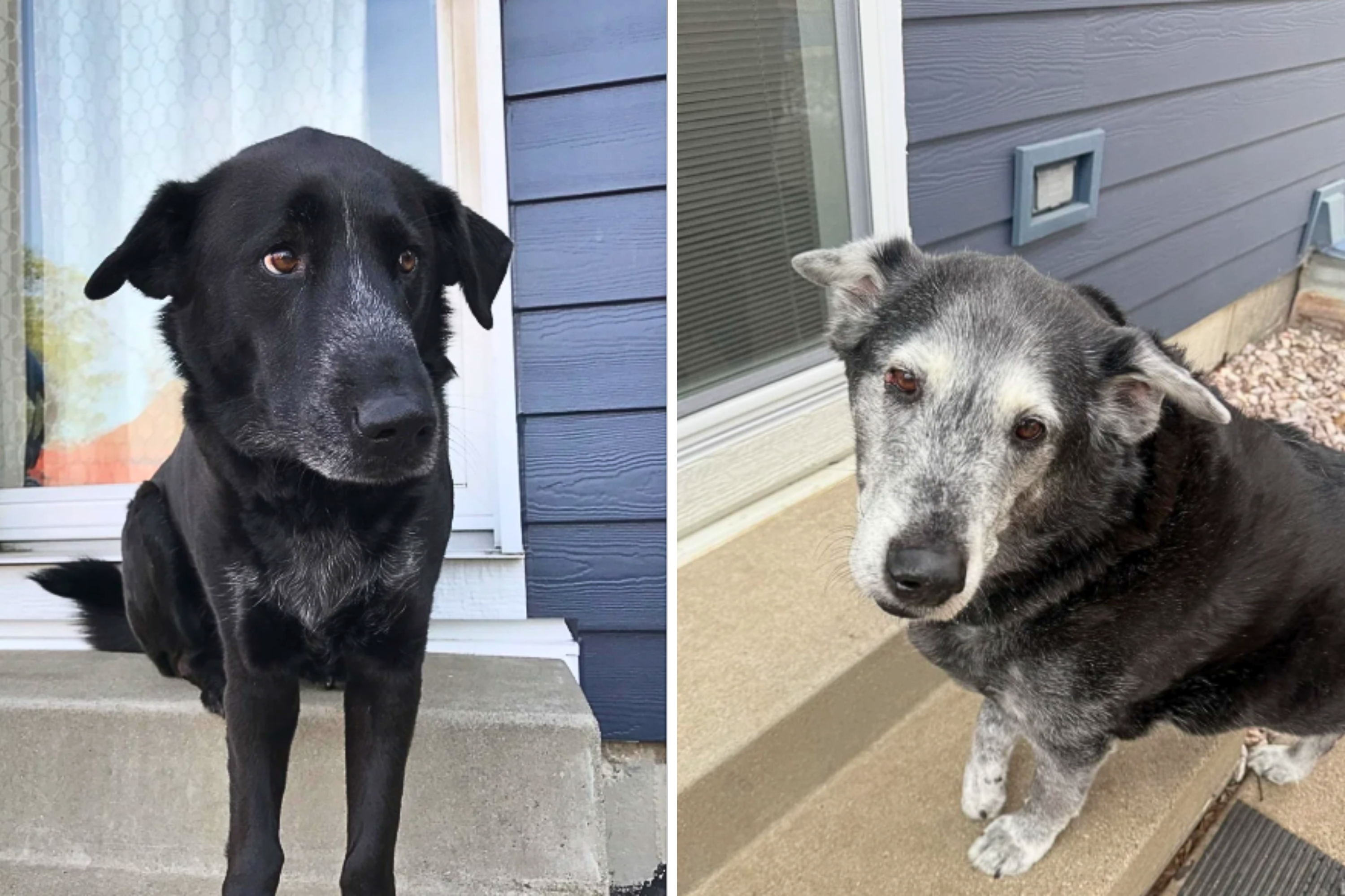 Dog owner recreates photo on steps 10 years later—tears at the difference<br><br>