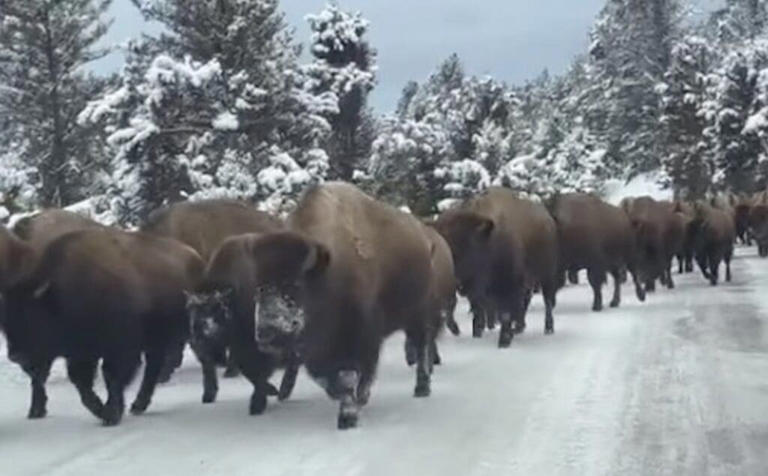 Bison herd creates winter traffic jam in Yellowstone National Park