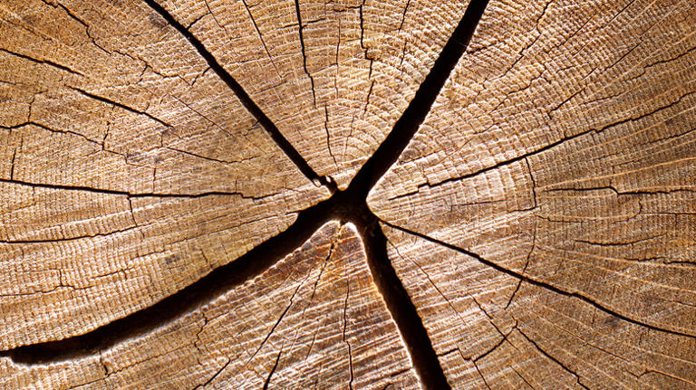 8 tree stump materials to use for durable garden paths that really last