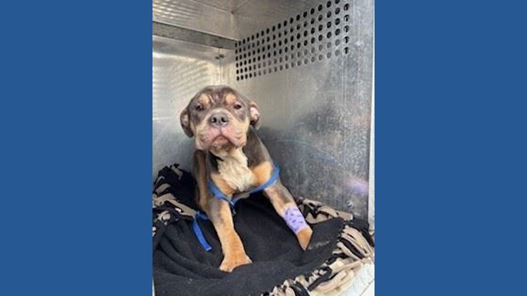 Injured underweight dog found; James City Animal Control seeks owner ...