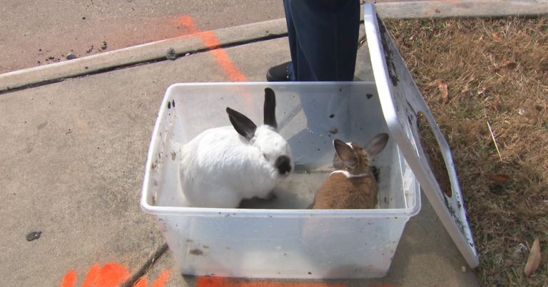 'A miracle': Morrisville resident finds rabbits safe under the rubble ...