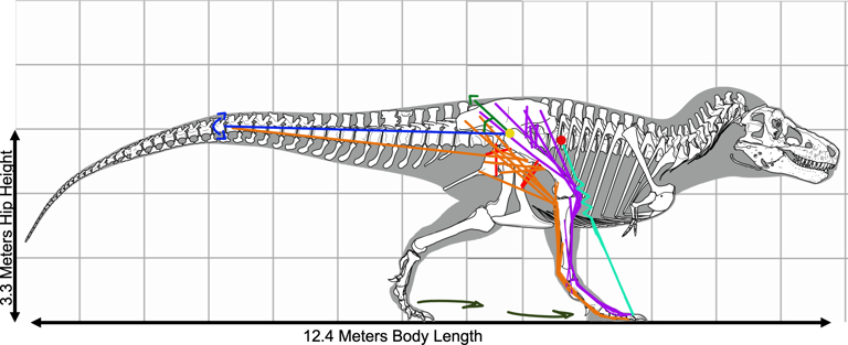 T rex could beat Usain Bolt by running on its tip-toes, study finds