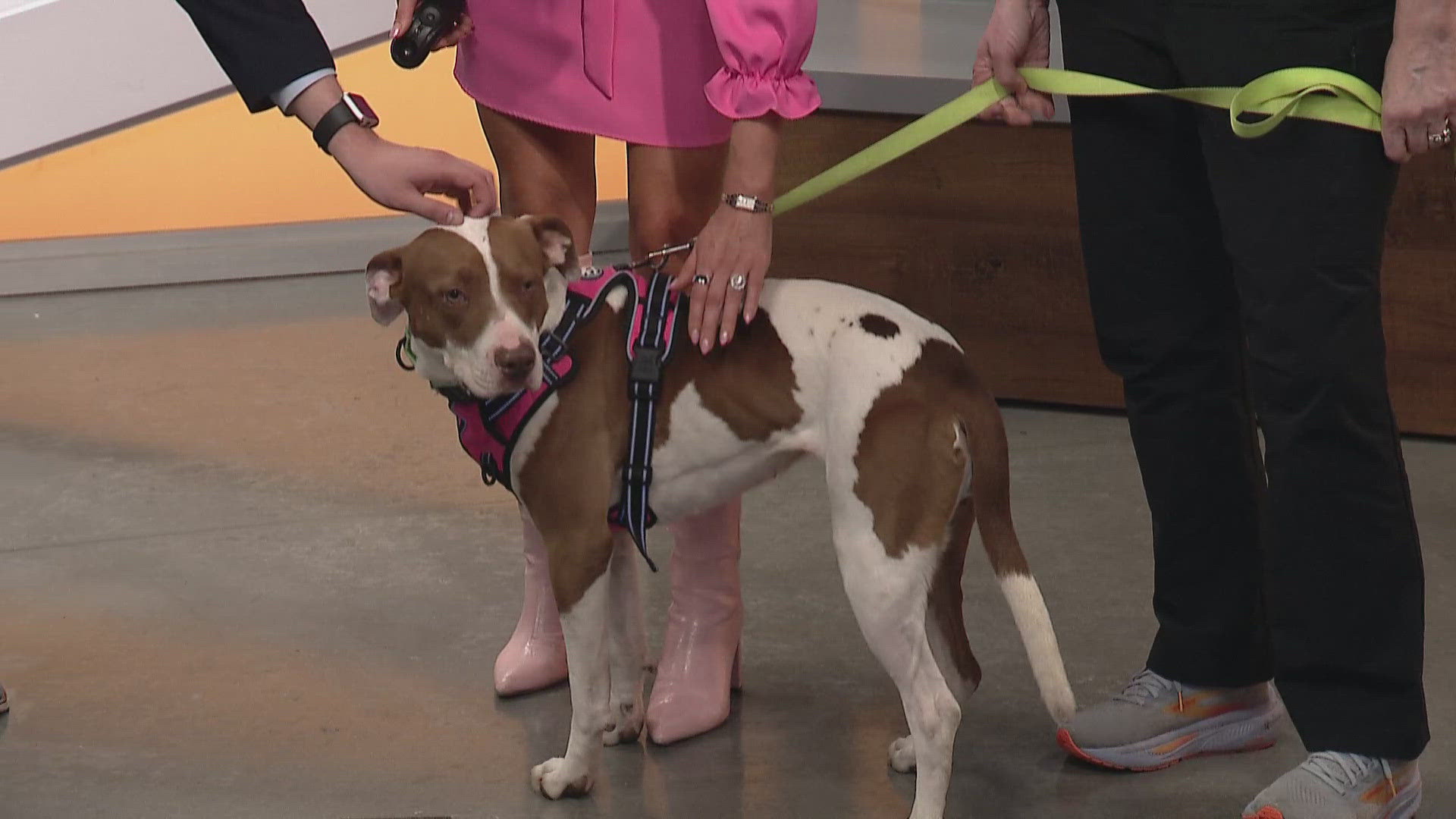 Shelter sweethearts: Meet Patsy from Best Friends Pet Resource Center