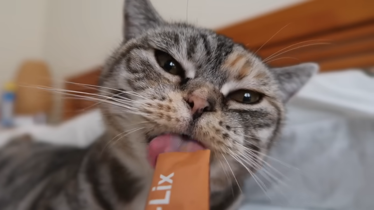 The internet made my cat famous – I recreated viral memes