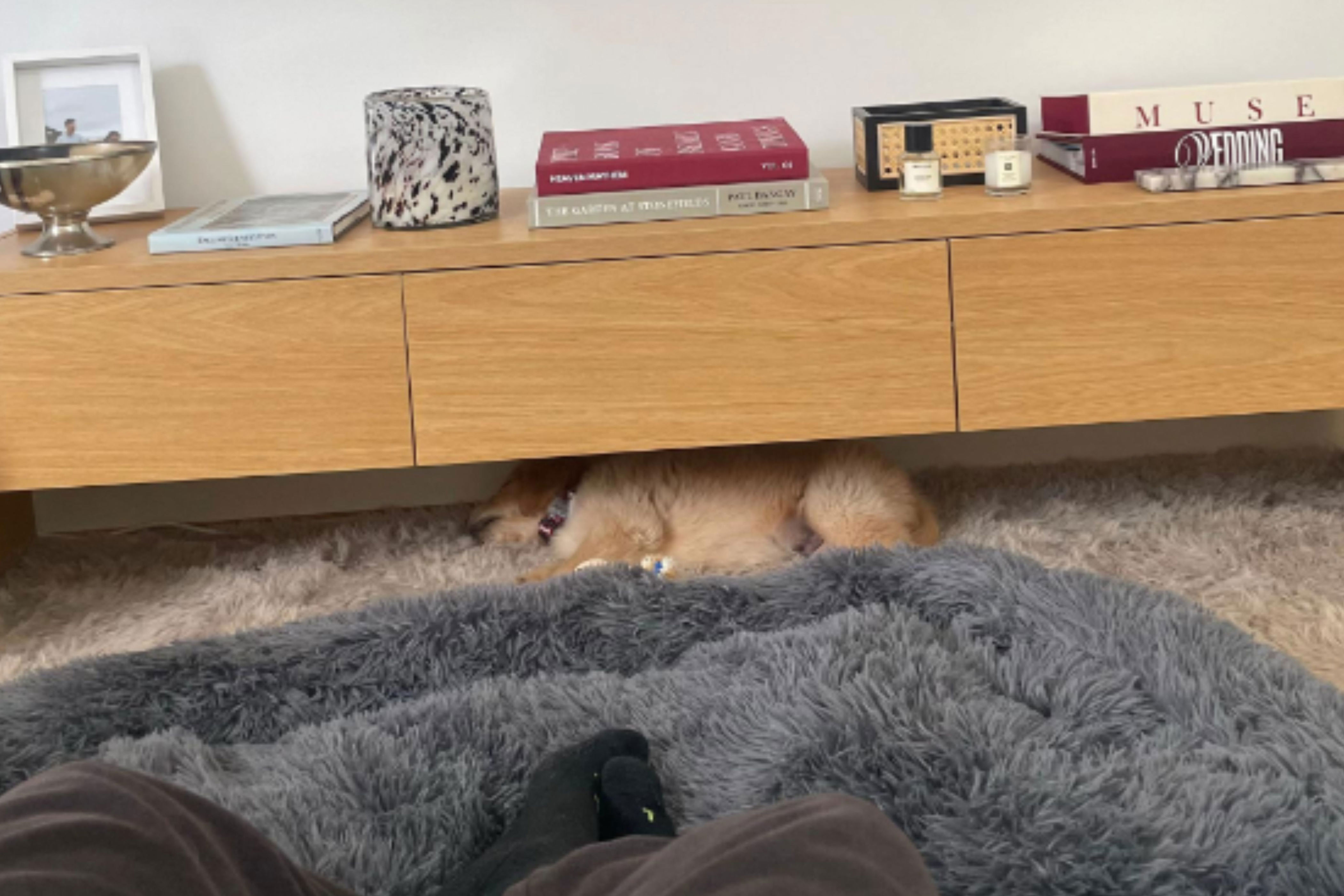 Puppy sleeping under TV stand