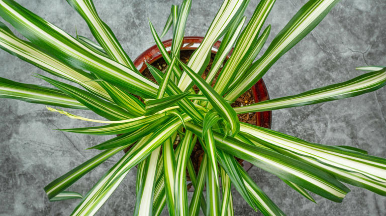 The unexpected kitchen scrap that'll help your spider plant thrive