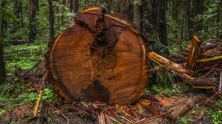 8 tree stump materials to use for durable garden paths that really last