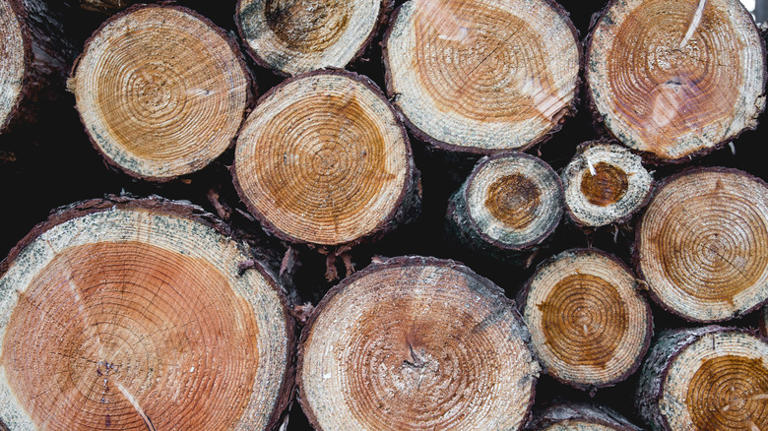8 tree stump materials to use for durable garden paths that really last