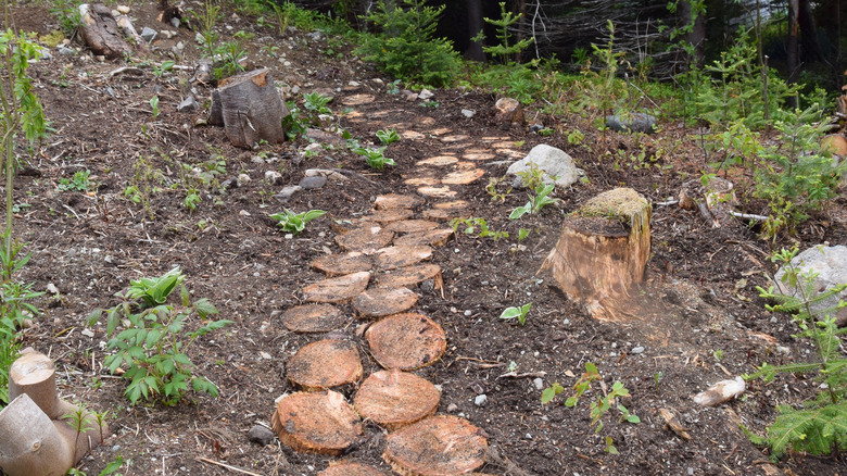 8 tree stump materials to use for durable garden paths that really last