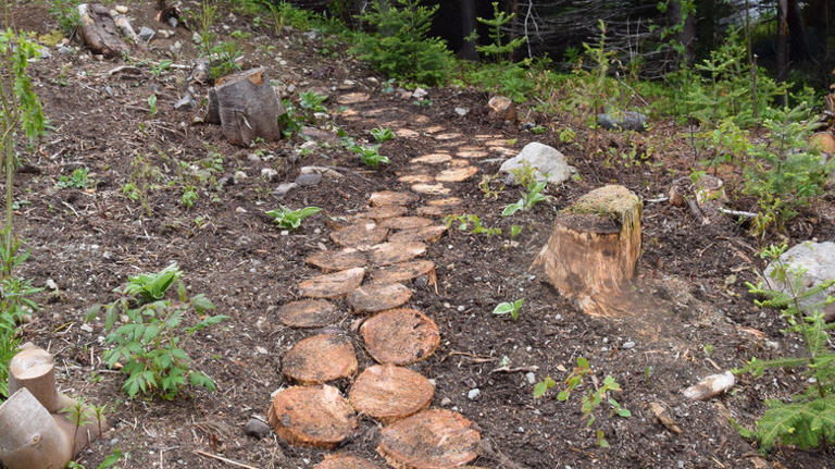 8 tree stump materials to use for durable garden paths that really last