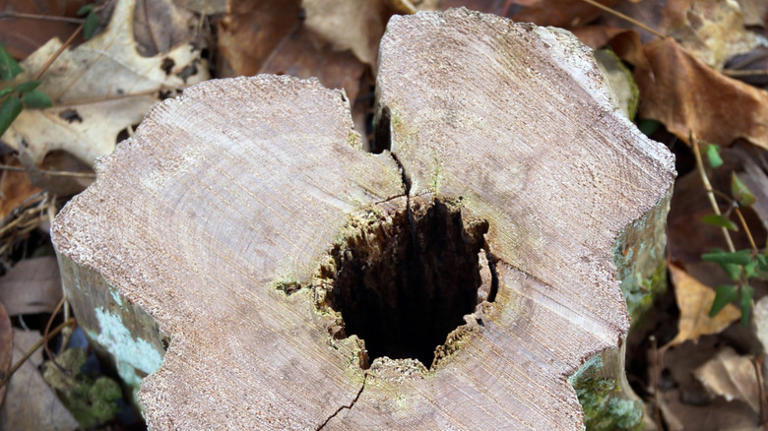 8 tree stump materials to use for durable garden paths that really last