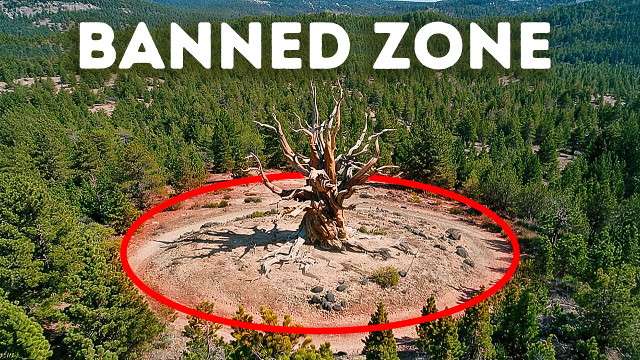 The secret of America’s hidden ancient tree