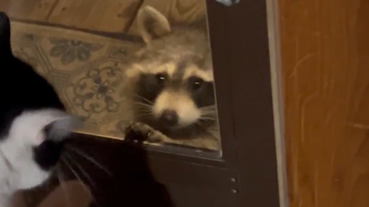 Cat encounters raccoon at the window