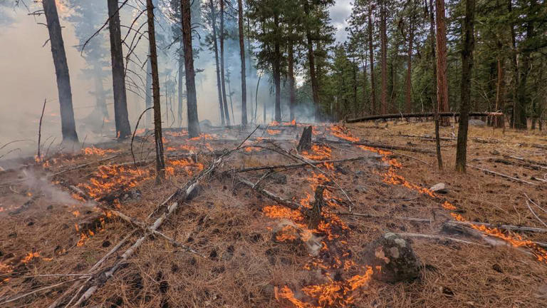 Nationwide prescribed burn program being launched, administered through ...