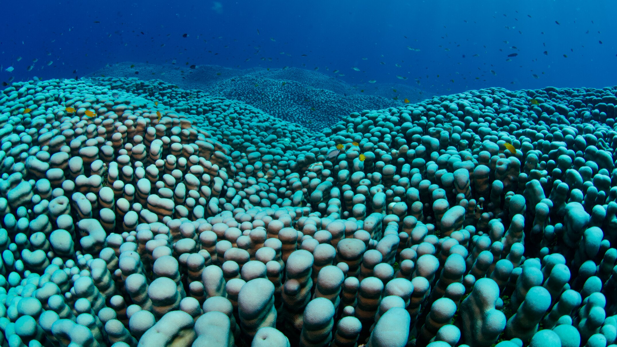 Coral colony discovered by mother and daughter citizen scientists could ...