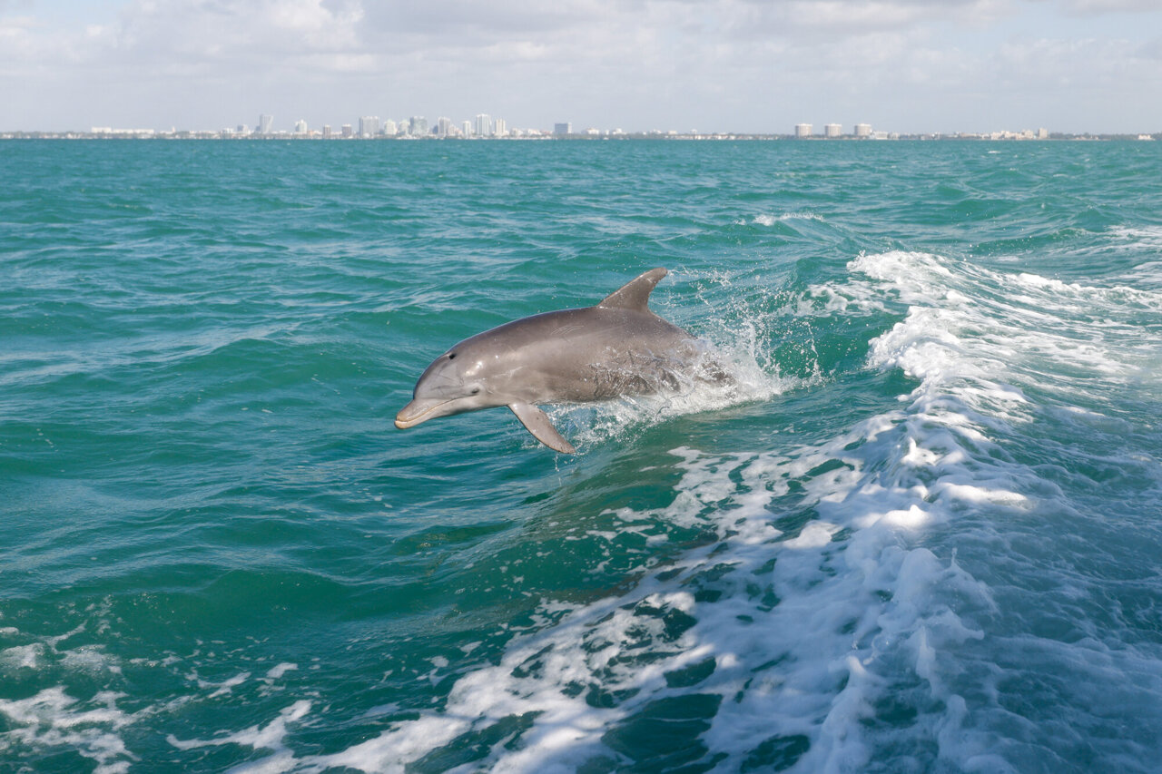 Boat traffic alters marine megafauna behavior, stress and population ...