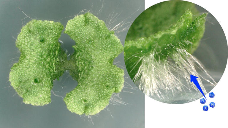Hair-like rhizoids in liverworts transport phosphorus, shedding light ...