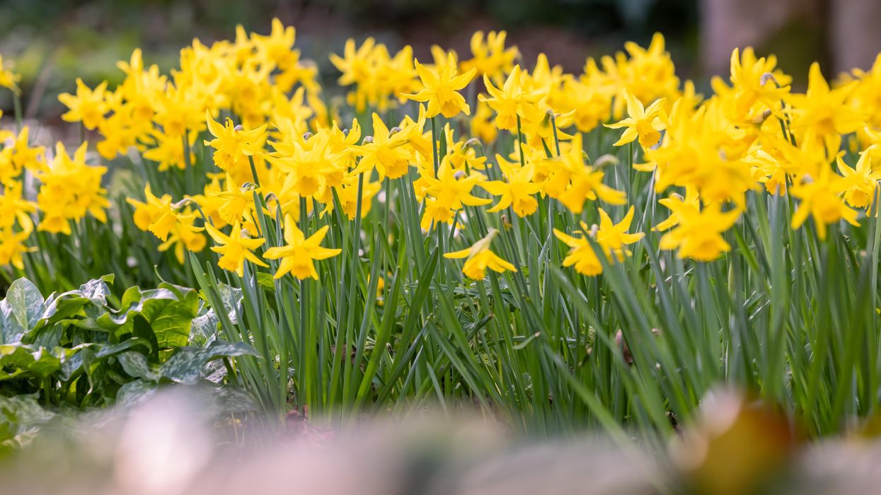 Warmer weather set to bring ‘welcome explosion’ of spring colour, RHS says