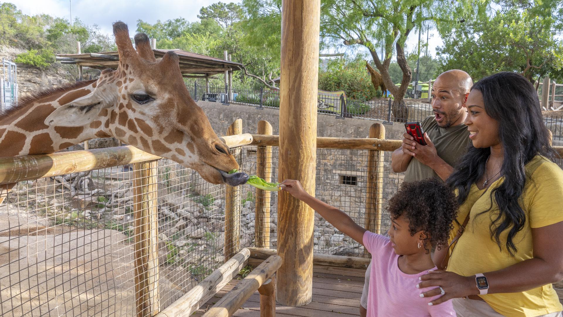 The San Antonio Zoo unveils a blood pressure monitoring station for guests