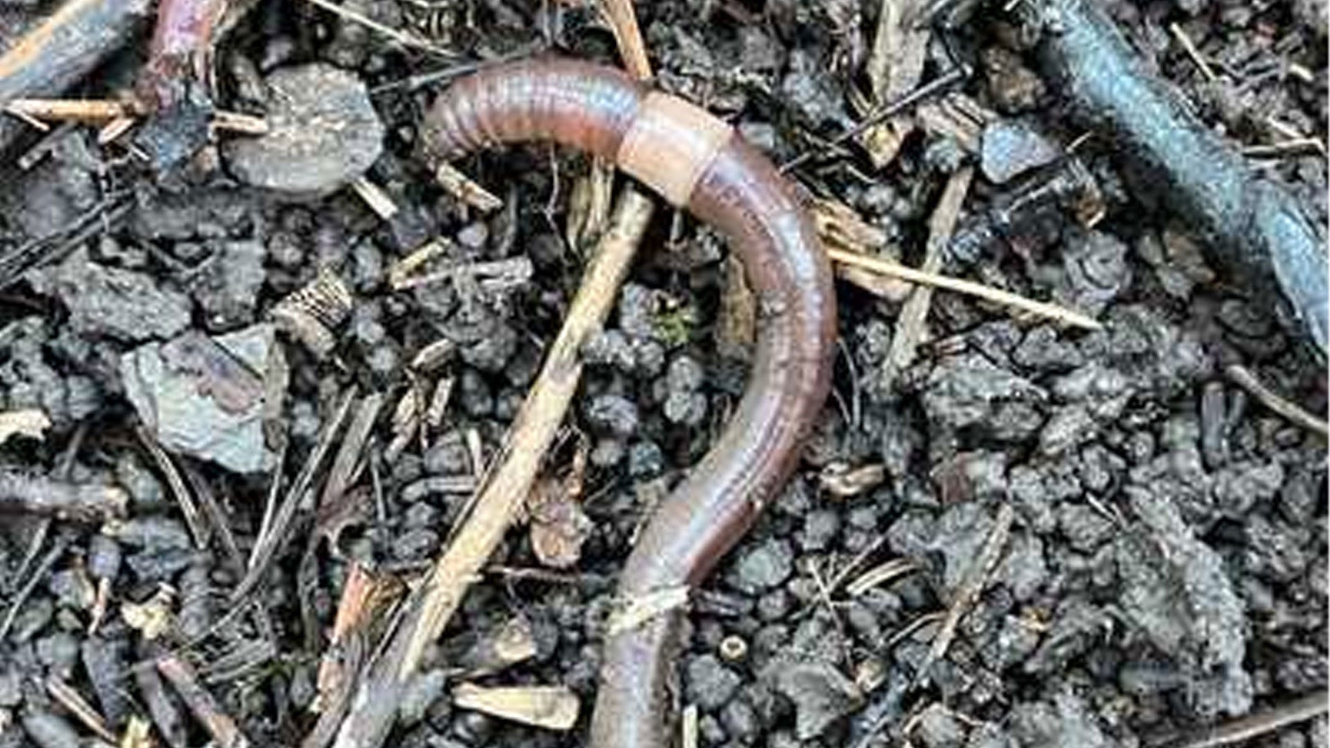Invasive jumping worms prompt growing concern across Maine