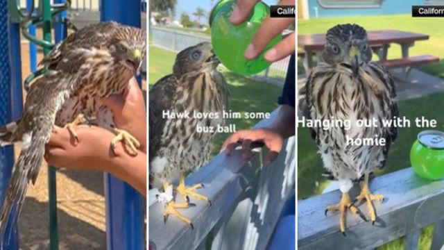 Man faces jail time after video of force-feeding alcohol to hawk goes viral