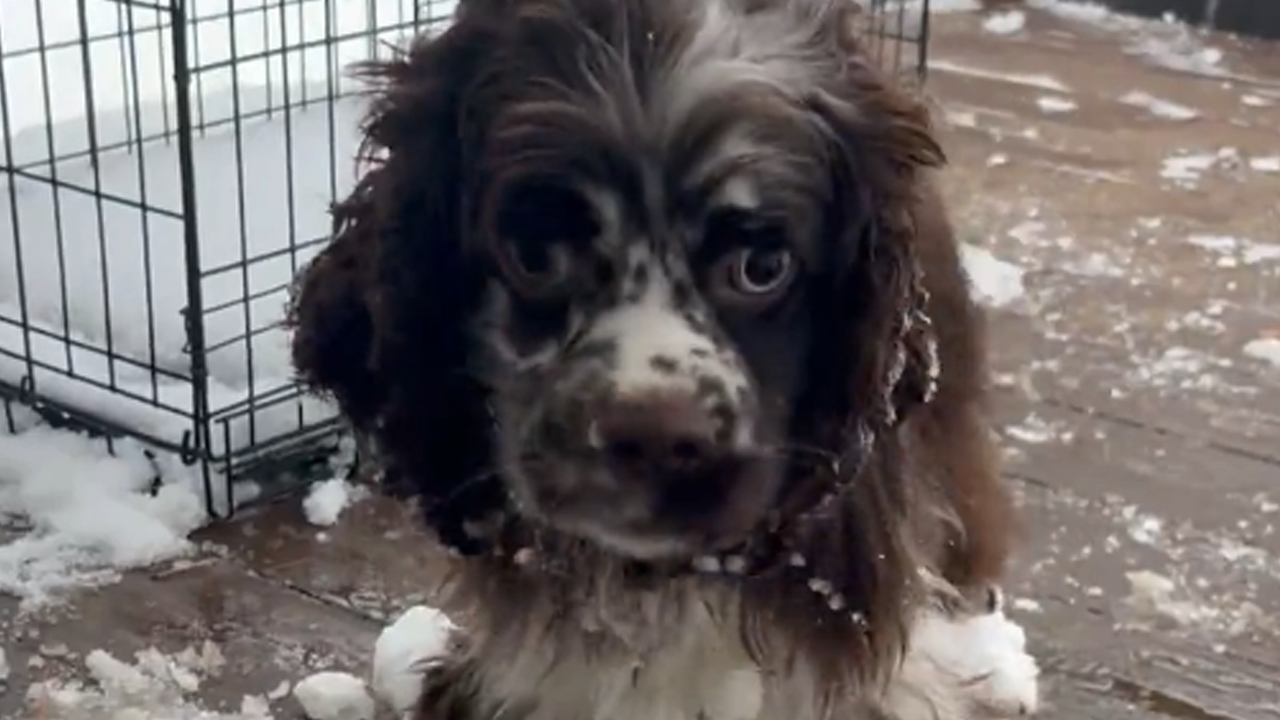 Spaniel covered in snow after playtime