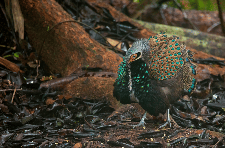 AA1X65A6 5 Fakta Menarik Burung Pekaka Kalimantan, Permaisuri Hutan Borneo