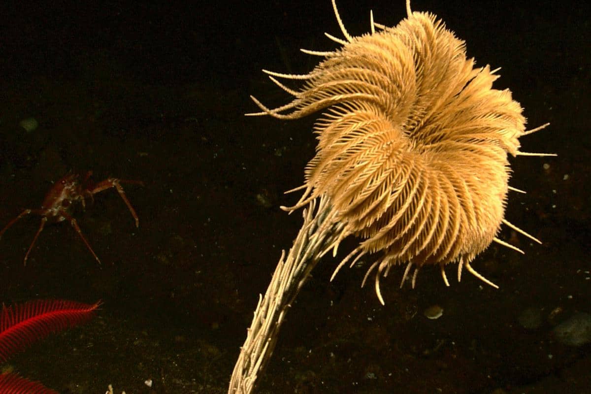 AA1X67Oz 5 fakta unik sea lily, hewan laut kuno yang hidup sebelum dinosaurus