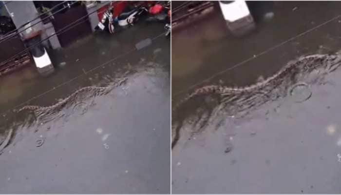 Giant python swims through flooded Bali streets; historic rains ...