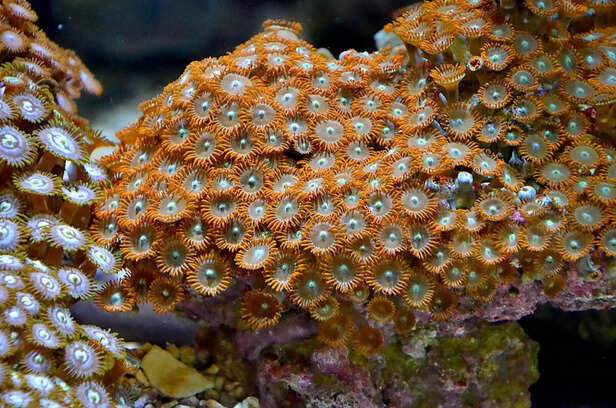 Intelligence without a brain: 5 sea creatures that think without thinking