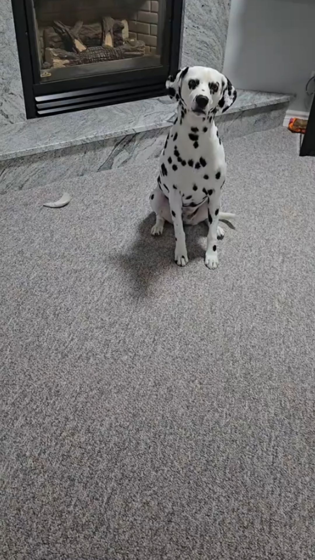 Did you leave me one? This dog’s reaction says it all
