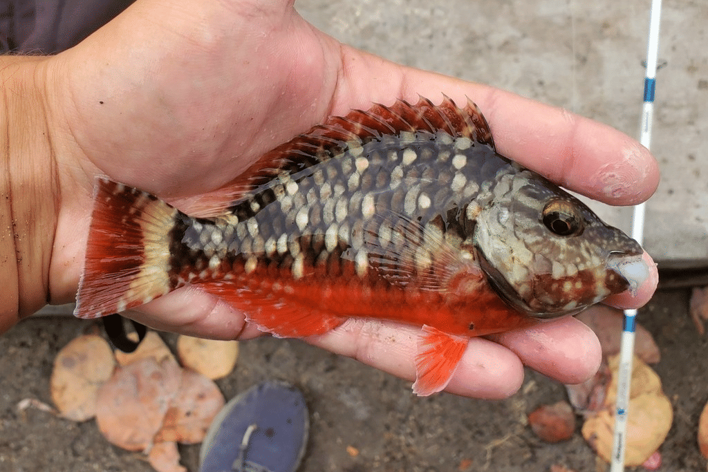 AA1X6Tre 5 Fakta Menarik Ikan Paruh Lampu Lalu Lintas