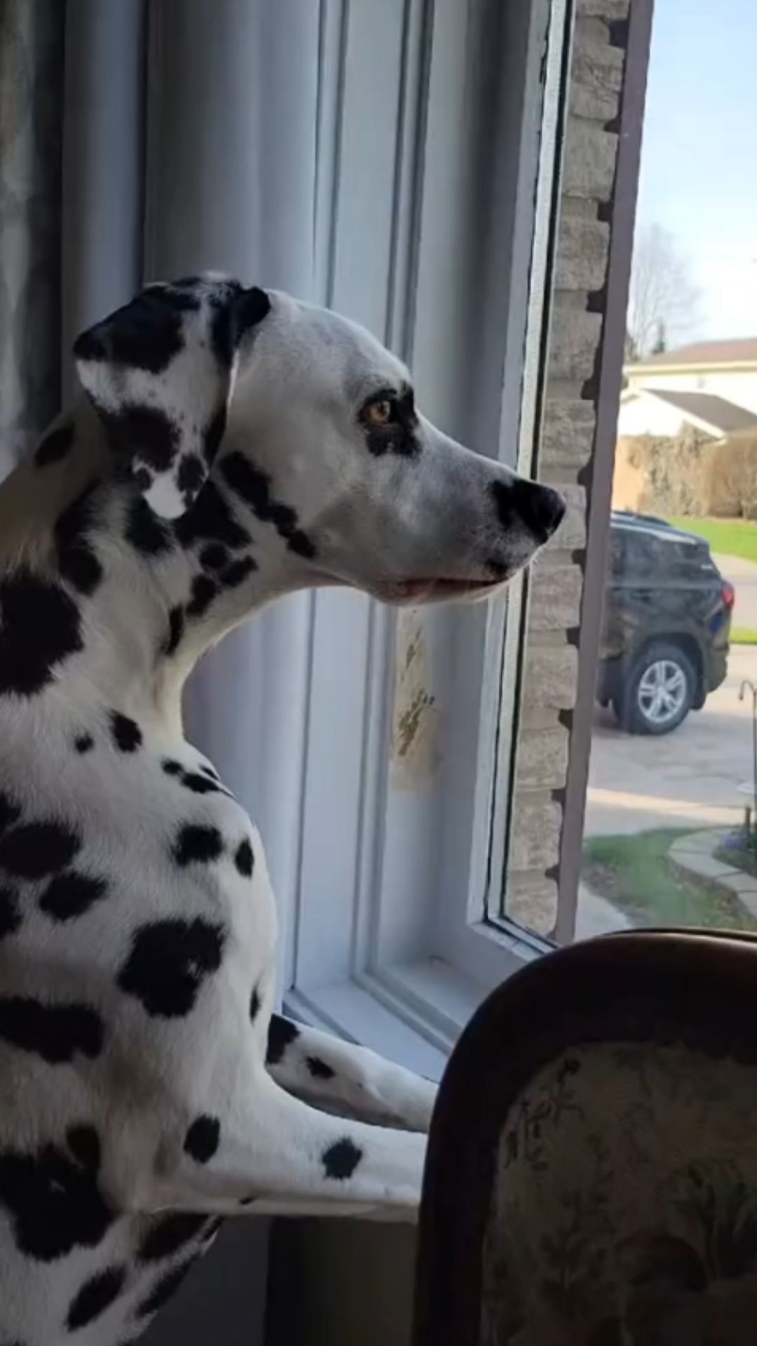 Caught on camera, a dog’s secret surveillance